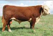 K 64H RIBSTONE LAD 157K