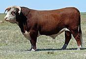 LCI 31R KING STANMORE 159T