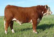 LBH 20J STANMORE 31R