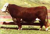 LCI KAHLUA 82H